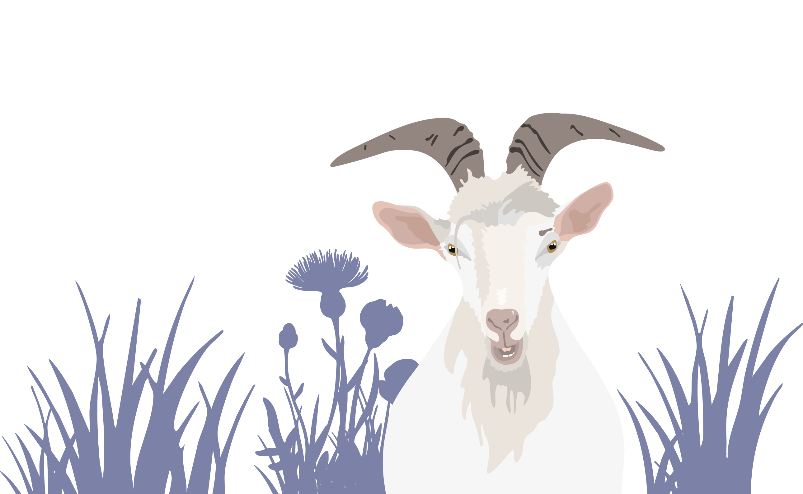 Ziege